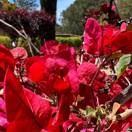 Ξενοδοχείο Les Jardins De Sta Giulia Avec Piscine
