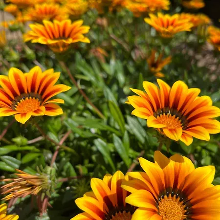 Les Jardins De Sta Giulia Avec Piscine *