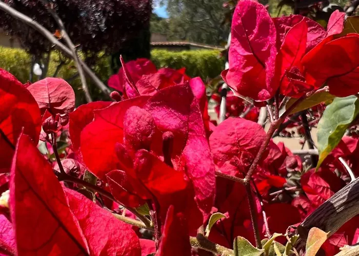 Otel Les Jardins De Sta Giulia Avec Piscine